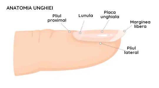 Anatomia si structura unghiei